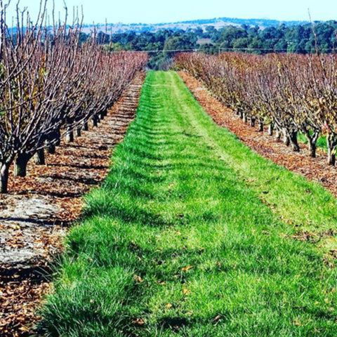 Hall Family Orchards - Kingaroy Accommodation 0