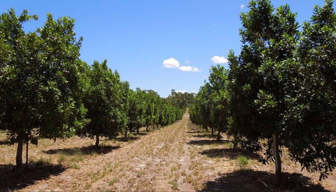 MacNuts WA Shop And Factory - Kingaroy Accommodation 0