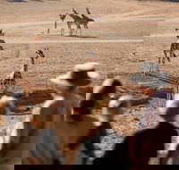 Monarto Safari Park - Kingaroy Accommodation