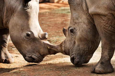 National Zoo & Aquarium - Kingaroy Accommodation 0