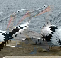 Pelican Feeding - Kingaroy Accommodation