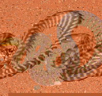 Red Desert Reptiles - Kingaroy Accommodation