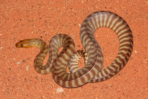 Red Desert Reptiles - Kingaroy Accommodation 0