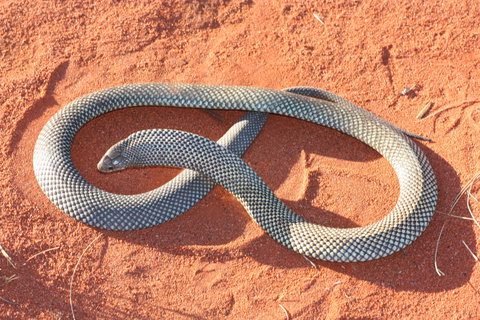 Red Desert Reptiles - Kingaroy Accommodation 1