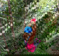 TreeTop Challenge - Sunshine Coast - Kingaroy Accommodation