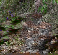 Understory Art In Nature - Kingaroy Accommodation