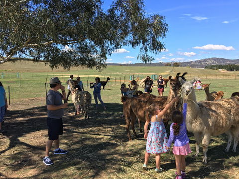 Alpaca Magic Stud - Kingaroy Accommodation 0