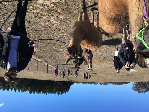 Alpaca Magic Stud - Kingaroy Accommodation 1