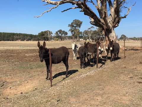 Alpaca Magic Stud - Kingaroy Accommodation 2
