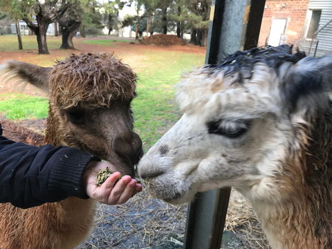 Alpaca Farm Experience At Crookwell - Kingaroy Accommodation 0