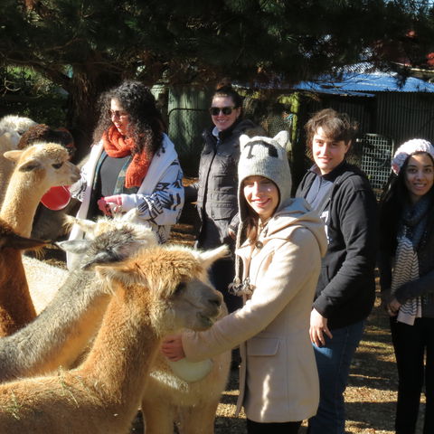 Alpaca Farm Experience At Crookwell - Kingaroy Accommodation 2