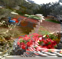 Blue Hills Berries and Cherries - Kingaroy Accommodation