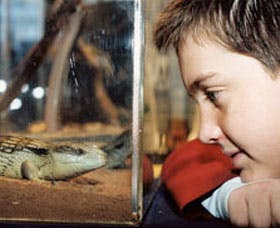 Canberra Reptile Zoo - Kingaroy Accommodation 2