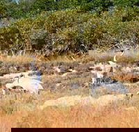 Cape Keraudren Nature Reserve - Kingaroy Accommodation