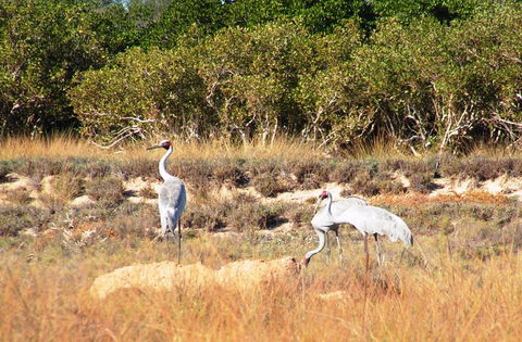Cape Keraudren Nature Reserve - Kingaroy Accommodation 0