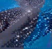 Coastal Water Dive - Kingaroy Accommodation