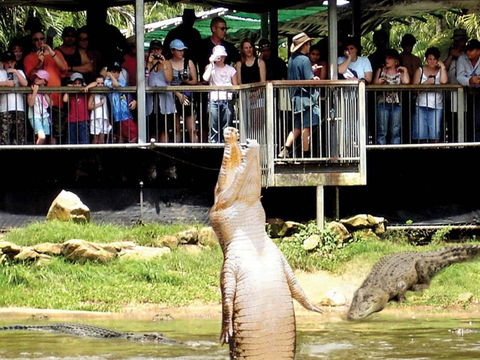 Crocodylus Park And Zoo - Kingaroy Accommodation 0
