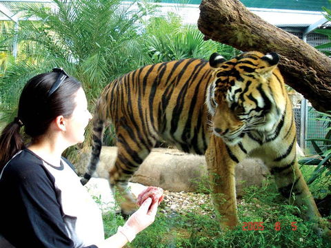Crocodylus Park And Zoo - Kingaroy Accommodation 2