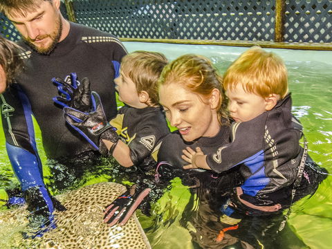 Irukandji Shark And Ray Encounters - Kingaroy Accommodation 1