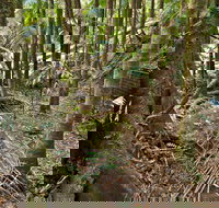 Palm Forest Walking Track - Kingaroy Accommodation