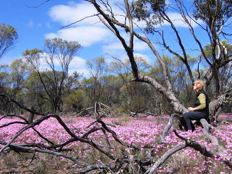 Talgomine Reserve - Kingaroy Accommodation 1