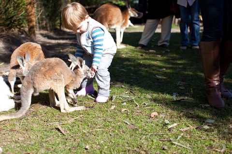 Animals And Family Fun - Kingaroy Accommodation 1