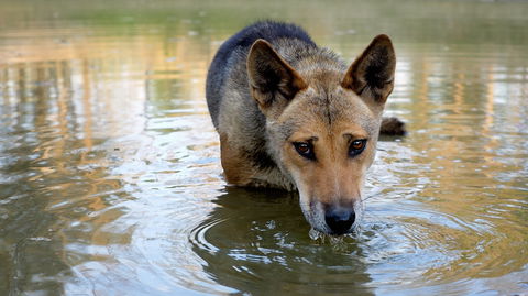 Durong Dingo Sanctuary - Kingaroy Accommodation 1