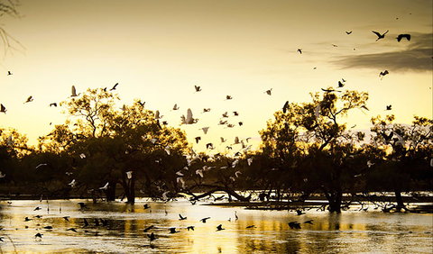 Kinchega Homestead Billabong Walk - Kingaroy Accommodation 0