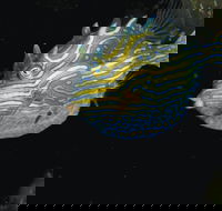 Mushroom Reef Marine Sanctuary - Kingaroy Accommodation