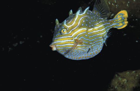 Mushroom Reef Marine Sanctuary - Kingaroy Accommodation 0