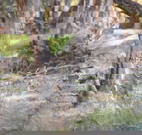 Nyah Vinifera Park - Kingaroy Accommodation