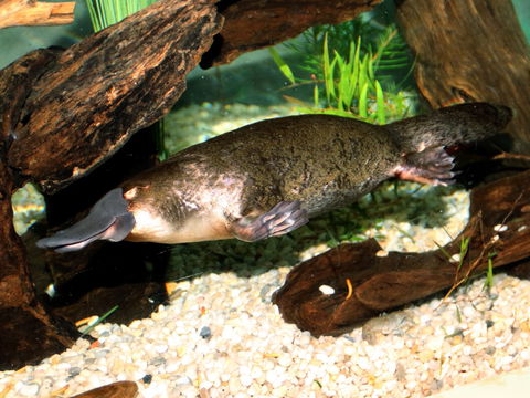 Platypus House - Kingaroy Accommodation 0