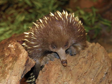 Platypus House - Kingaroy Accommodation 2