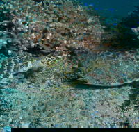 Round Bommie - Kingaroy Accommodation