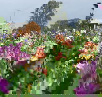 Smokin Heights Iris Display Garden - Kingaroy Accommodation