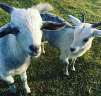 Splitters Farm - Kingaroy Accommodation