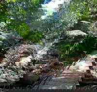 Wirrawilla Rainforest Walk - Kingaroy Accommodation