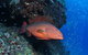 Anchor Bommie Dive Site - thumb 0