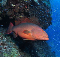 Anchor Bommie Dive Site - Kingaroy Accommodation