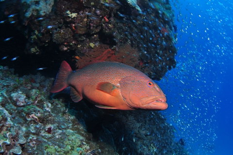 Anchor Bommie Dive Site - Kingaroy Accommodation 0