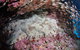 Anchor Bommie Dive Site - thumb 1