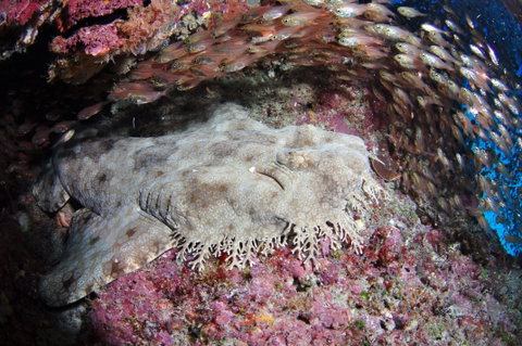Anchor Bommie Dive Site - Kingaroy Accommodation 1