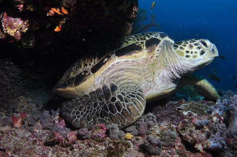 Anchor Bommie Dive Site - Kingaroy Accommodation 2