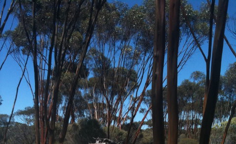 Boorabbin National Park - Kingaroy Accommodation 0