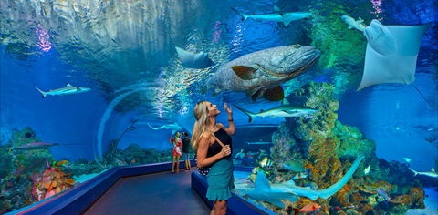 Cairns Aquarium - Kingaroy Accommodation 0