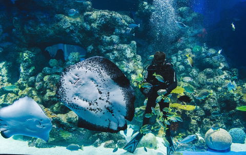 Cairns Aquarium - Kingaroy Accommodation 1