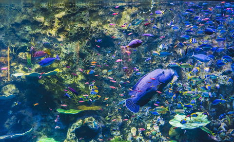 Cairns Aquarium - Kingaroy Accommodation 2