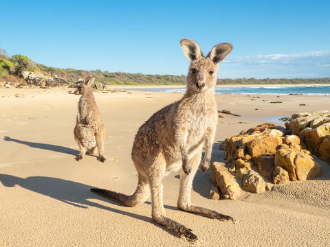 Diamond Head Beach - Kingaroy Accommodation 0