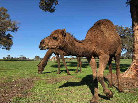 DromeDairy Body And Skin - Kingaroy Accommodation 2