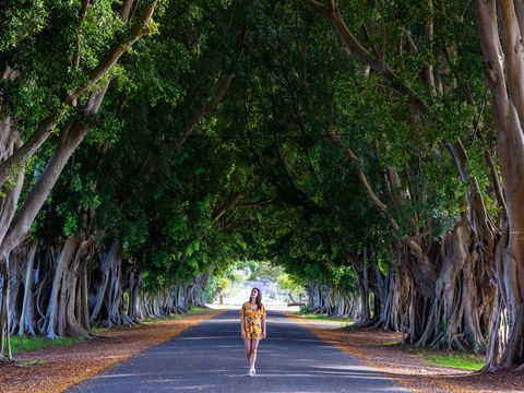Fig Tree Avenue - Kingaroy Accommodation 0